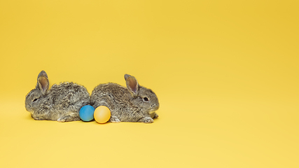 Image showing Adorable Easter bunnies isolated on yellow studio background, flyer, greeting card