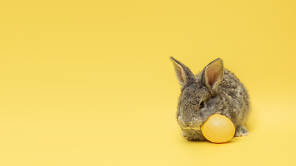 Image showing Adorable Easter bunny isolated on yellow studio background, flyer, greeting card