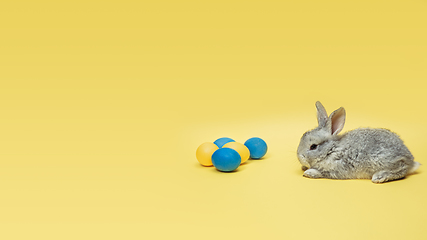 Image showing Adorable Easter bunny isolated on yellow studio background, flyer, greeting card