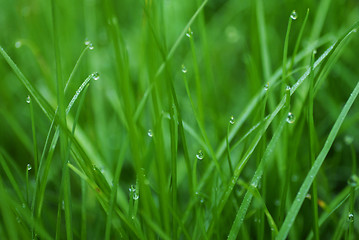 Image showing Grass