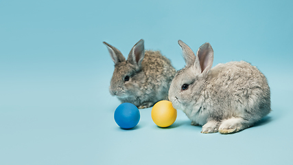 Image showing Adorable Easter bunnies isolated on blue studio background, flyer, greeting card
