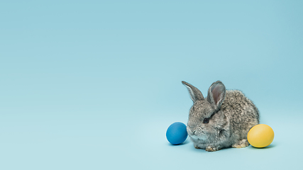 Image showing Adorable Easter bunny isolated on blue studio background, flyer, greeting card