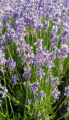 Image showing Beautiful blooming lavender in summer