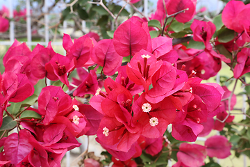 Image showing Beautiful bright bougainvillea flowers