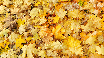 Image showing Yellow autumn background from fallen foliage of maple