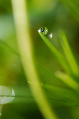 Image showing Grass