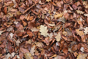 Image showing Autumnal background with brown fallen leaves