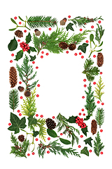 Image showing Winter Abstract Holly Berry and Flora Background 