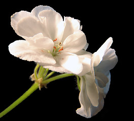 Image showing Geranium white 2