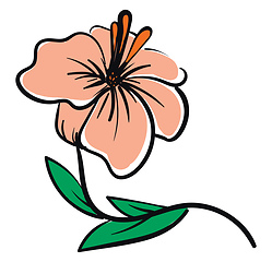 Image showing Vector illustration of a pale pink hibiscus flower with orange p