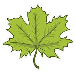 Image showing Star-shaped green leaf vector or color illustration