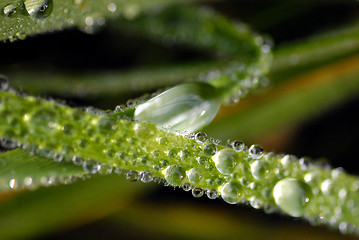 Image showing Grass