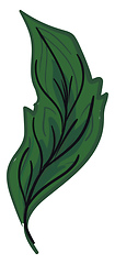 Image showing Green feather with vane vector or color illustration