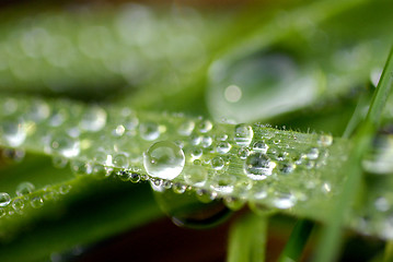 Image showing Grass