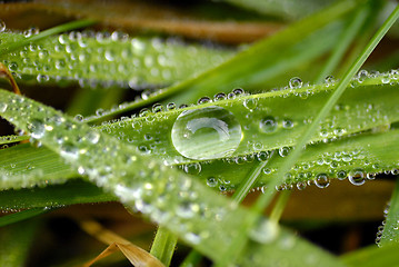 Image showing Grass