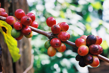 Image showing Coffee fruits