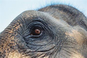 Image showing Elephant eye