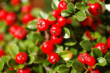 Image showing Berries