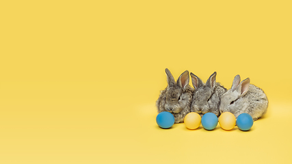 Image showing Adorable Easter bunnies isolated on yellow studio background, flyer, greeting card