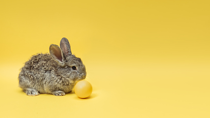 Image showing Adorable Easter bunny isolated on yellow studio background, flyer, greeting card