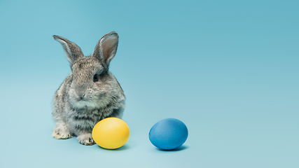 Image showing Adorable Easter bunny isolated on blue studio background, flyer, greeting card