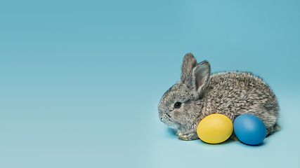 Image showing Adorable Easter bunny isolated on blue studio background, flyer, greeting card