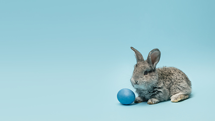 Image showing Adorable Easter bunny isolated on blue studio background, flyer, greeting card