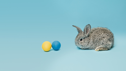 Image showing Adorable Easter bunny isolated on blue studio background, flyer, greeting card