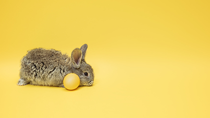 Image showing Adorable Easter bunny isolated on yellow studio background, flyer, greeting card