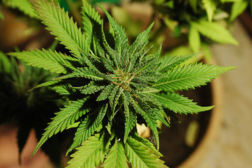 Image showing Marihuana