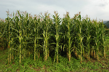 Image showing Corn