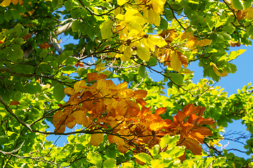 Image showing Autumn leaves with the blue sky background