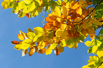 Image showing Autumn leaves with the blue sky background