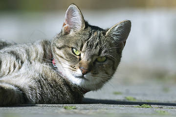 Image showing cute stripped cat portrait