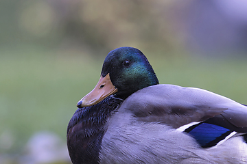 Image showing portrait of a male mallard duck