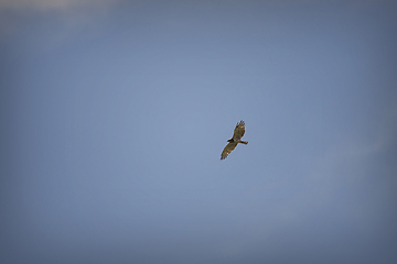 Image showing short toed snake eagle in flight