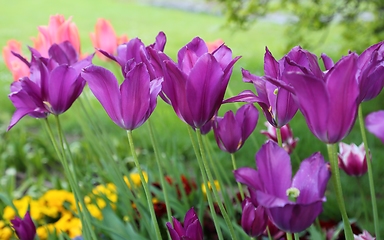 Image showing Tulips.