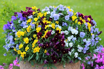 Image showing Pansy flowers.