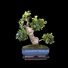 Image showing beautiful carmona bonsai over dark background