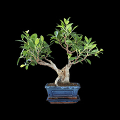 Image showing Ficus microcarpa bonsai