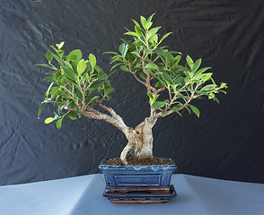 Image showing Ficus tigerbark bonsai