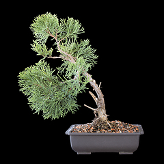 Image showing Juniperus chinensis beautiful young bonsai