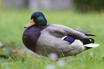 Image showing lazy wild mallard duck on lawn