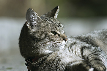 Image showing stripped domestic cat closeup