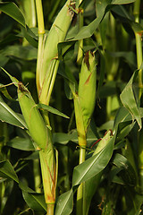 Image showing Corn