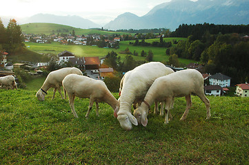 Image showing Sheep