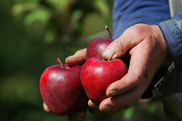 Image showing Apples