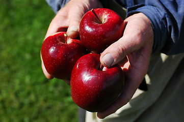 Image showing Apples