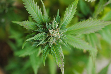 Image showing Marihuana