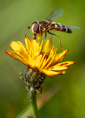 Image showing Hoverflies, flower flies or syrphid flies, insect family Syrphid